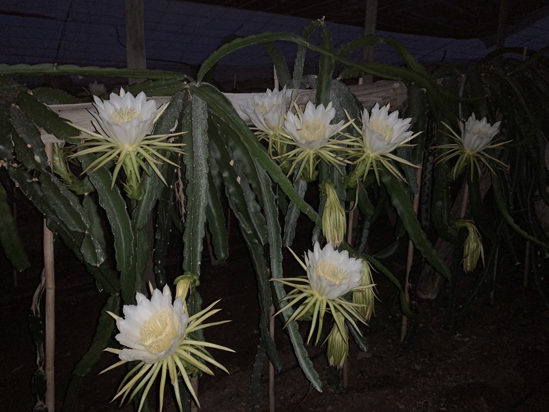 Pitayas ecológicas en flor en Cortijo de los Mudos