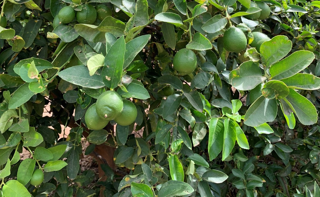 Limas ecológicas de Motril