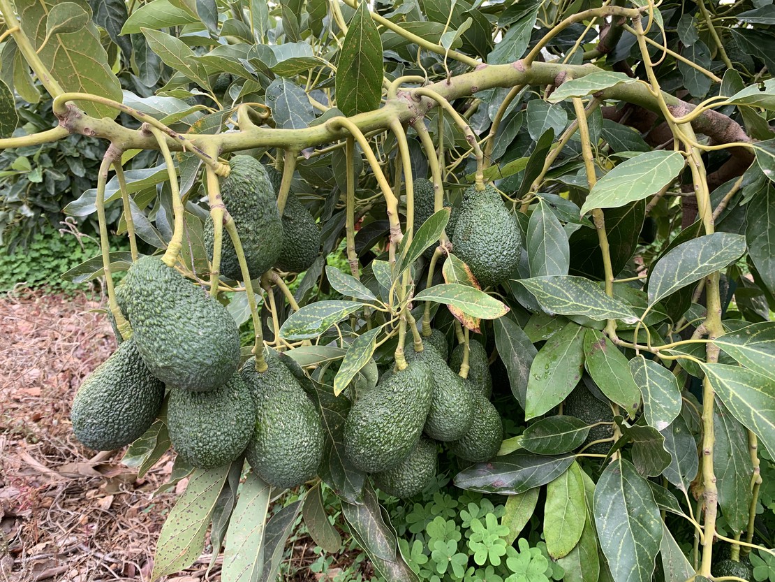 Producto ecologico: Aguacates de Motril