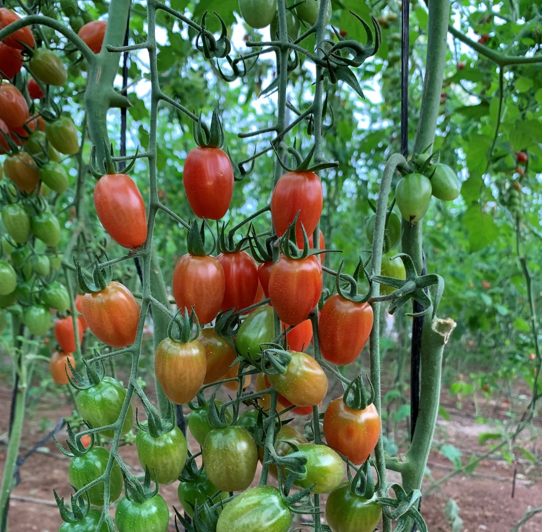 Producto ecologico: Tomate Cherry de Motril