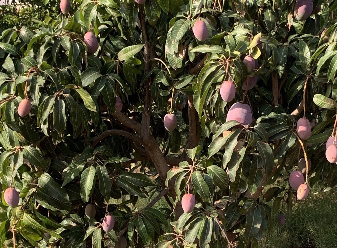 Producto ecologico: Mangos de Motril