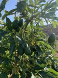 Aguacates Ecológicos thumbnail