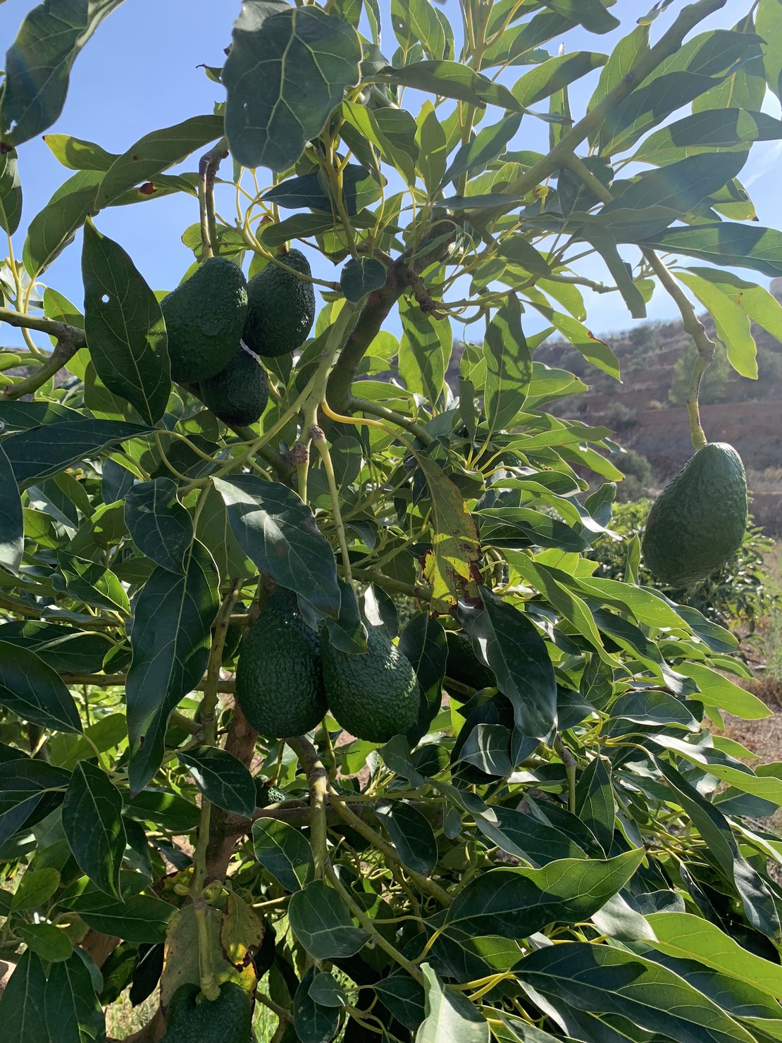 Aguacates Ecológicos