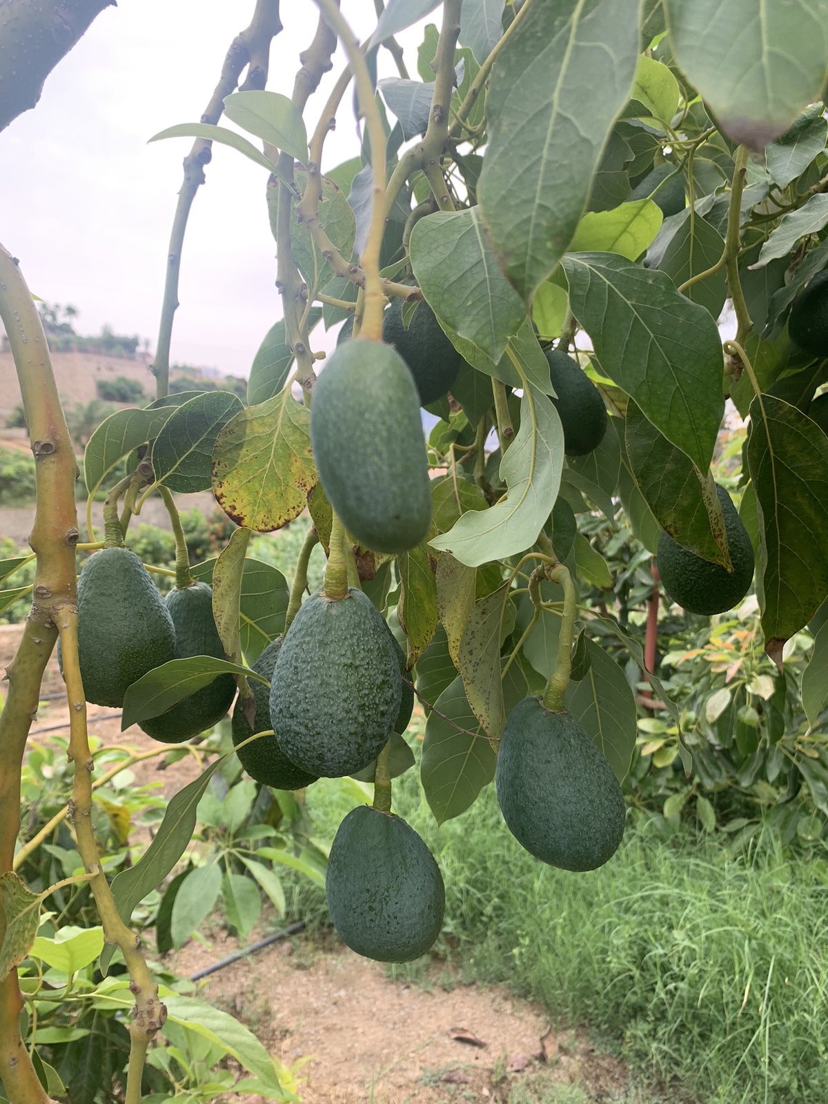Aguacates Ecológicos