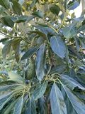 Aguacates Ecológicos thumbnail