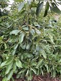 Aguacates Ecológicos thumbnail