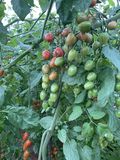 Tomate Cherry Ecológico thumbnail