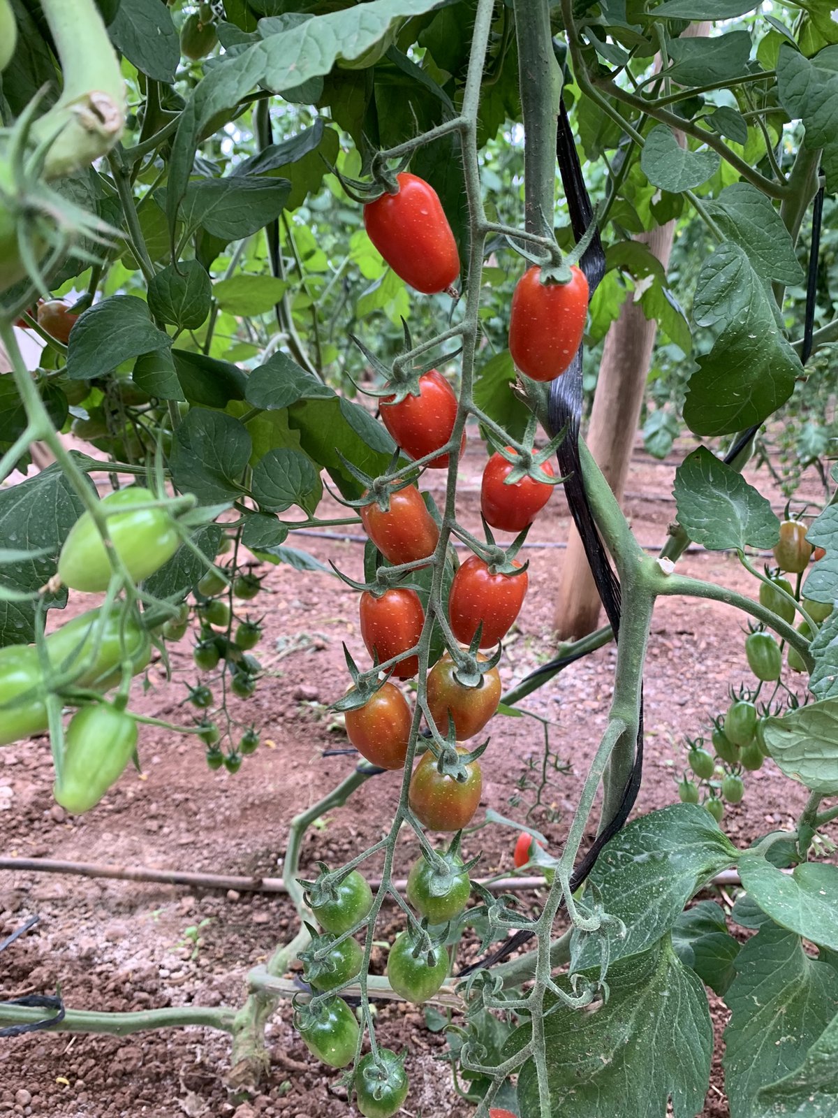 Tomate Cherry Ecológico