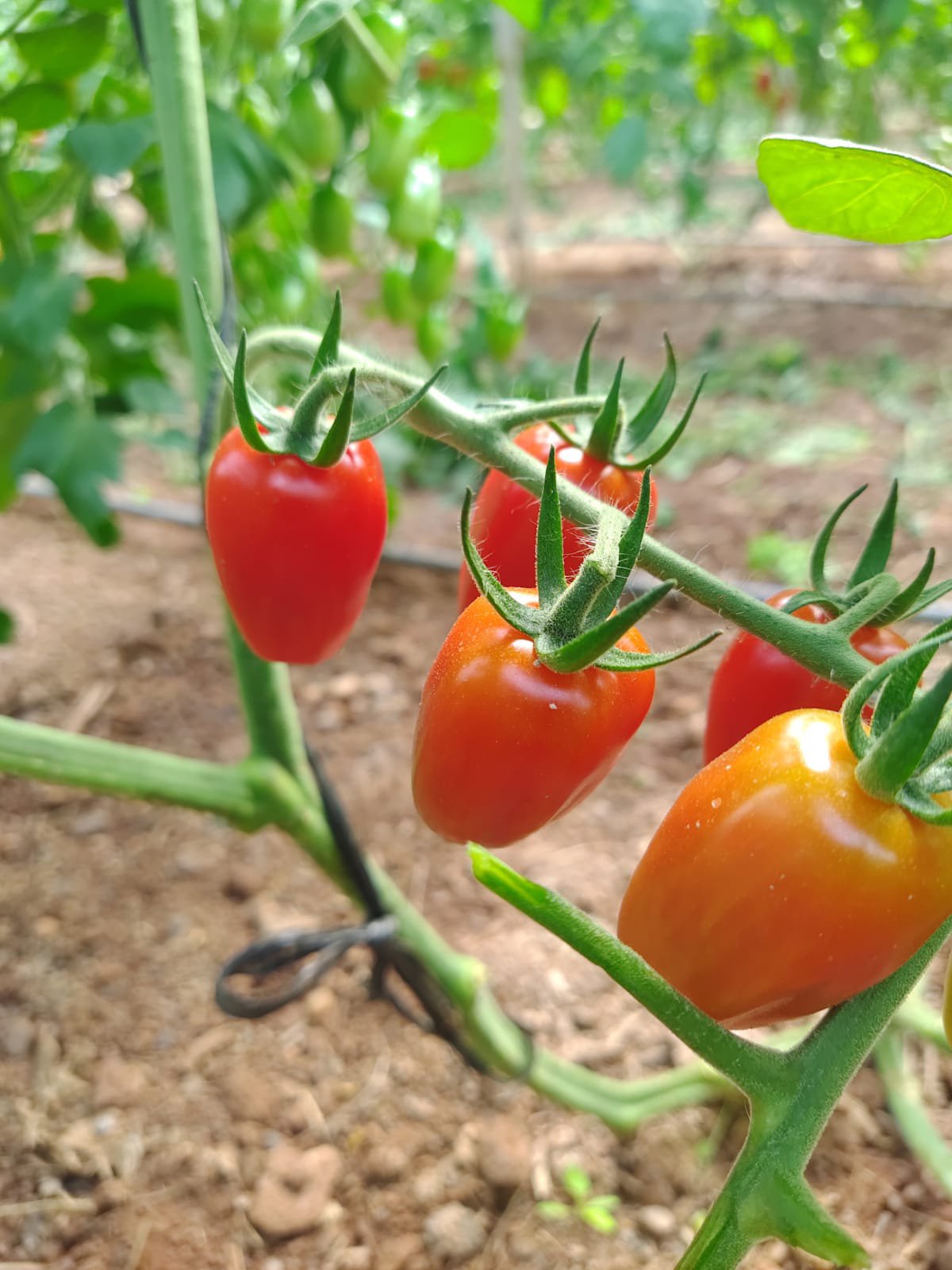 Tomate Cherry Ecológico