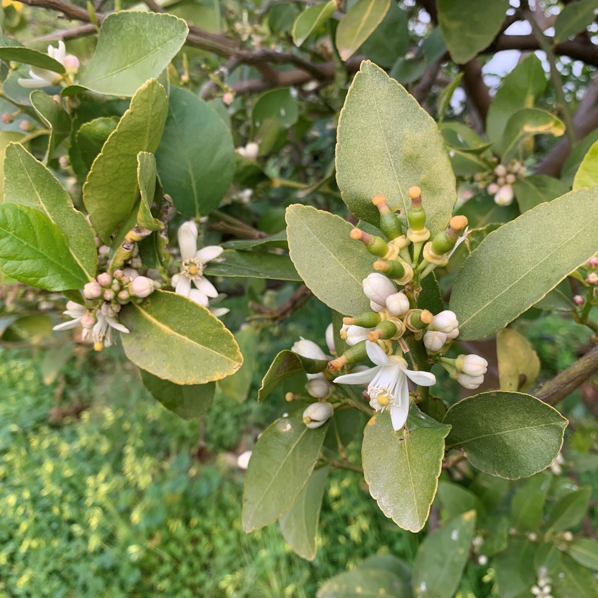 Limas Ecológicas