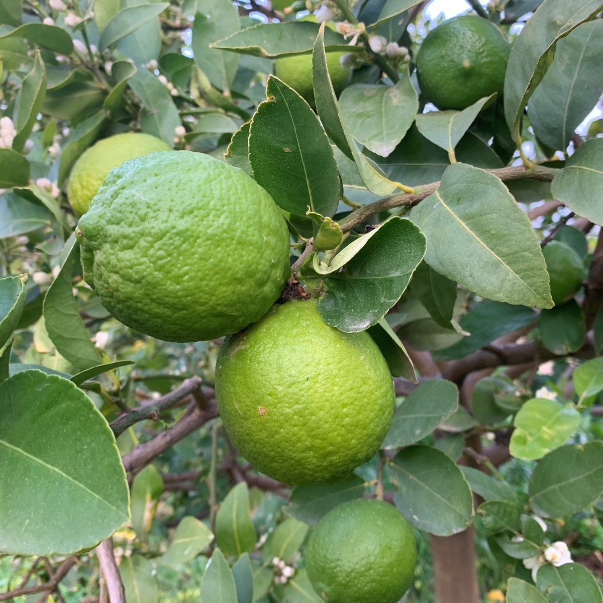 Limas Ecológicas