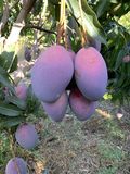 Mangos Ecológicos thumbnail