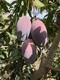 Mangos Ecológicos thumbnail