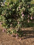 Mangos Ecológicos thumbnail