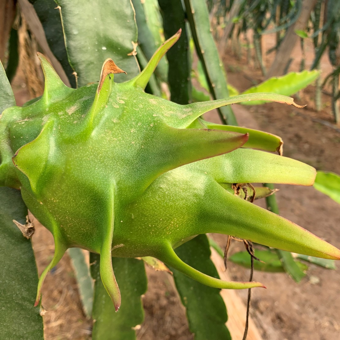 Pitaya Blanca