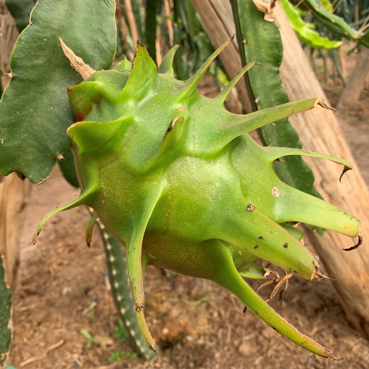 Pitaya Blanca