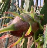 Pitaya Roja thumbnail