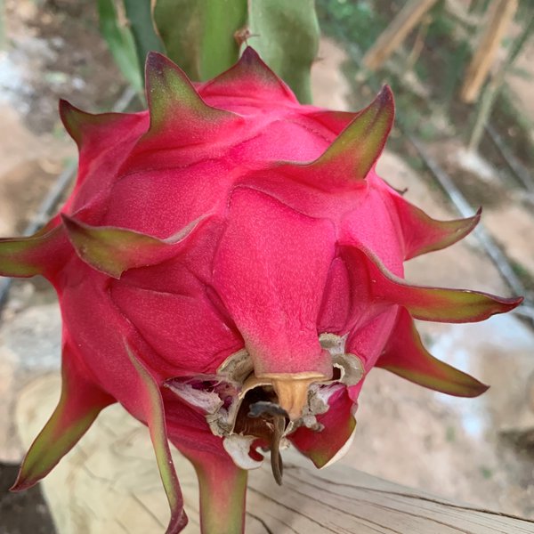 Pitaya Roja